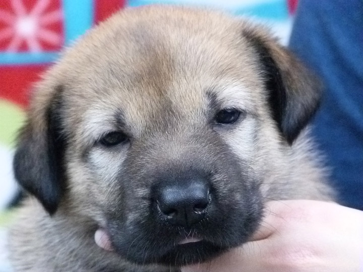 chinook puppy